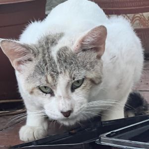 Kiko