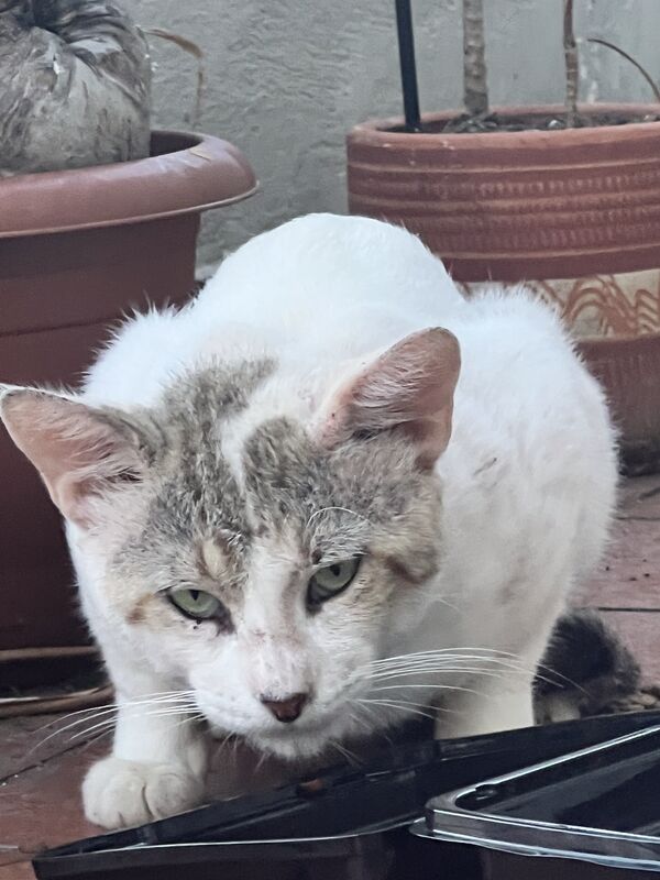 Cat
