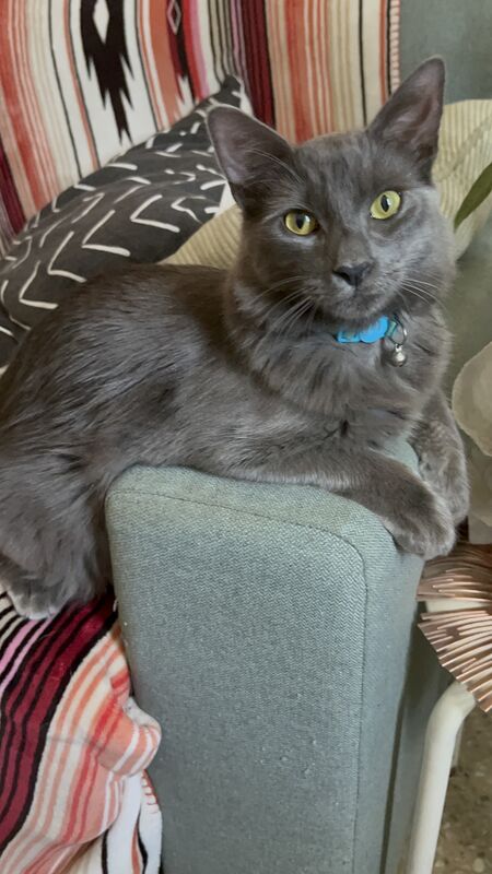 Kylo