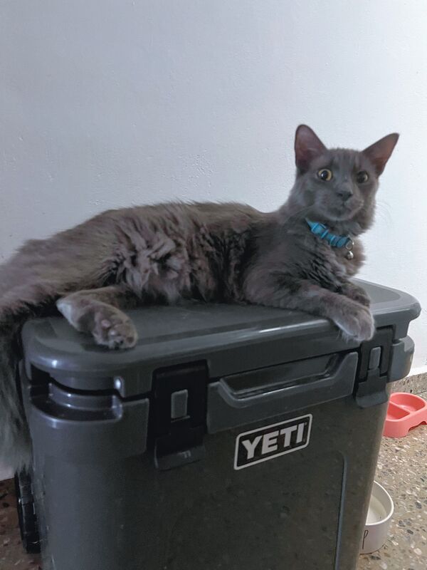 Cat