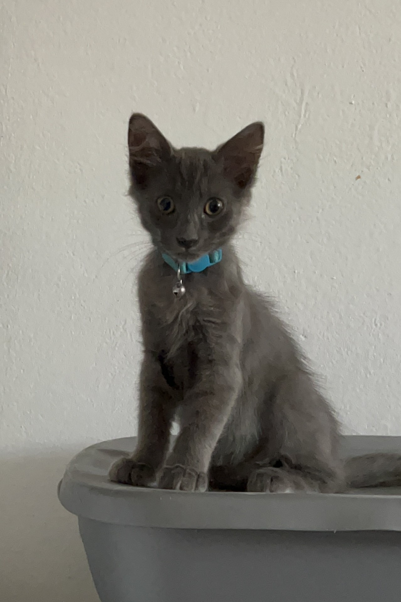 Kylo photo 3