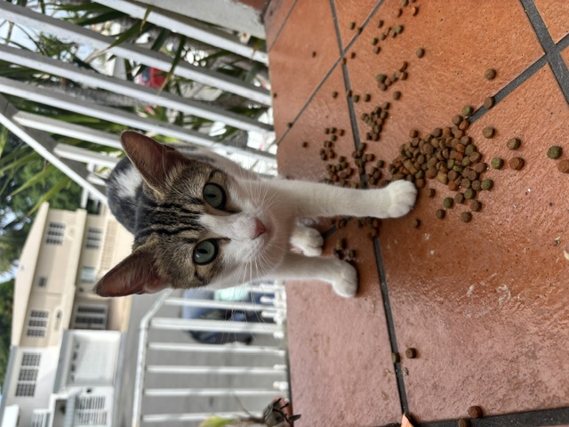 Mango
